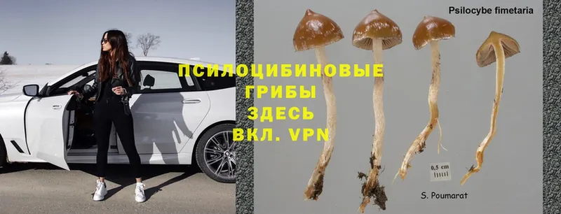 Псилоцибиновые грибы Magic Shrooms  цены   Алапаевск 